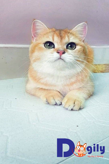 Mèo Golden - Giống mèo Anh lông ngắn hot nhất hiện nay