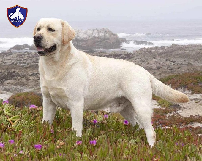 Bảng giá chó Labrador