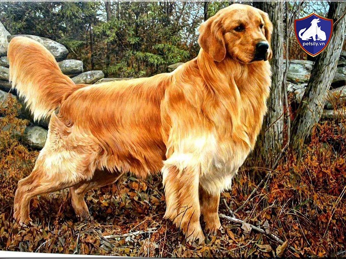 Các chú chó Golden Retriever rất trung thành và thân thiện