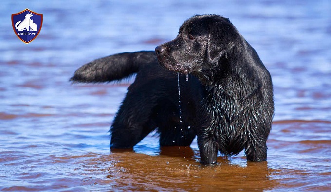 Chú chó Labrador bơi lội giỏi