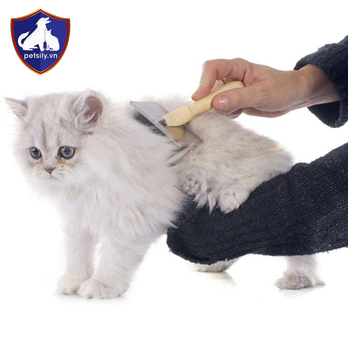 Để có thể chăm sóc tốt cho các bé mèo Anh, bạn chỉ cần thường xuyên chải lông
