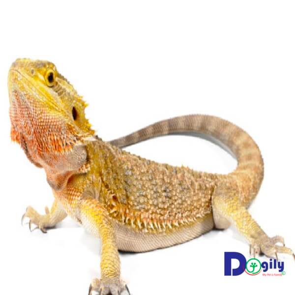 Hiện Dogily Petshop có bán rồng Úc Bearded dragon tại các cửa hàng tại Tphcm và Hà Nội.