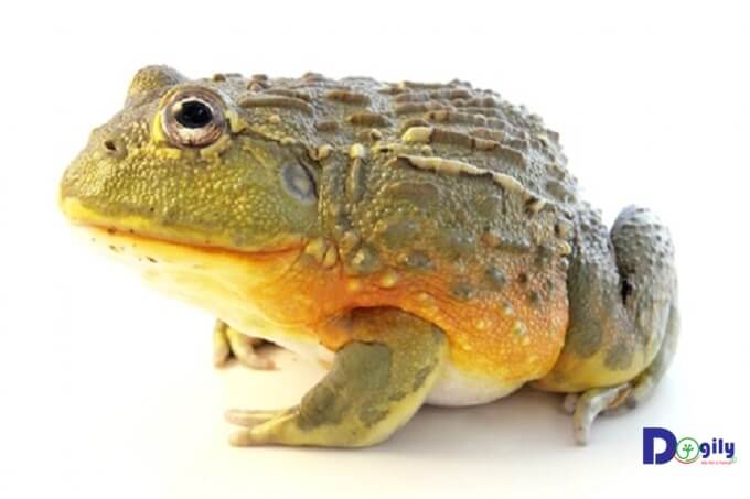 Bạn cần giữ nhiệt độ ổn định khi nuôi African Bullfrog.