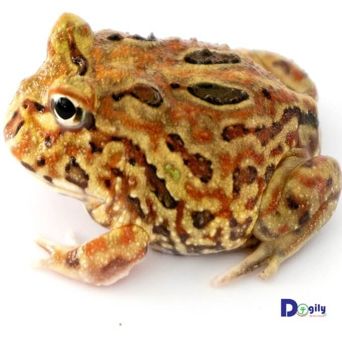 Bạn có thể dễ dàng đặt mua ếch và các loại bò sát cảnh tại các cửa hàng của Dogily Petshop ở Hà Nội và Tphcm.