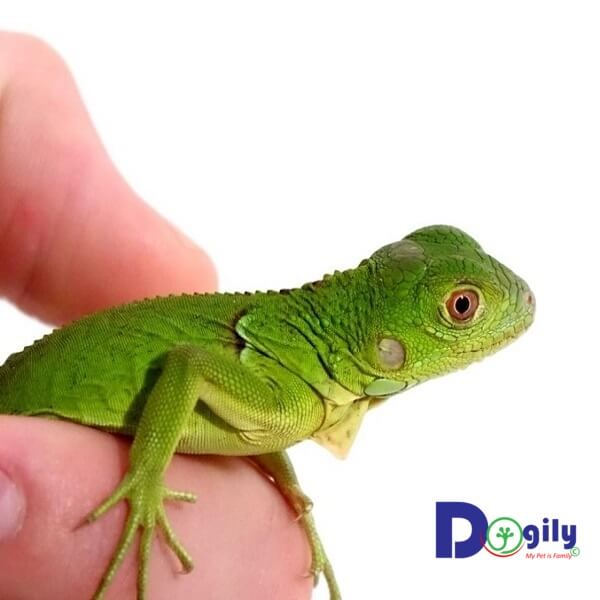 Rồng Nam Mỹ Xanh Green Iguana khá dễ nuôi. Bạn có thể cho chúng ăn rau củ hoặc thức ăn chế biến sẵn đóng gói.
