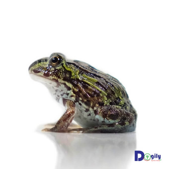 African Bull Frog có xuất xứ từ châu Phi trong các cánh rừng rậm nhiệt đới.